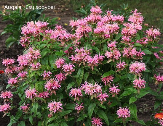 Monarda (Monarda) 'Croftway Pink'